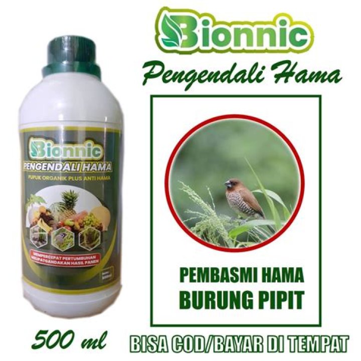 Apakah burung pipit behabitat di sawah?