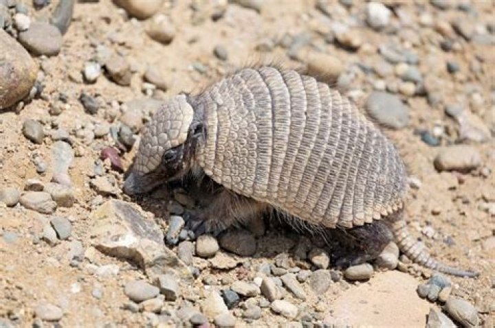 Are 9 banded armadillos endangered?