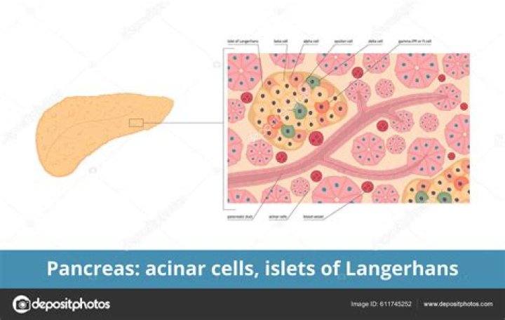 Are alpha cells in pancreatic islets?