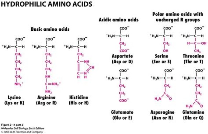 Are amino acids hydrophilic or hydrophobic?