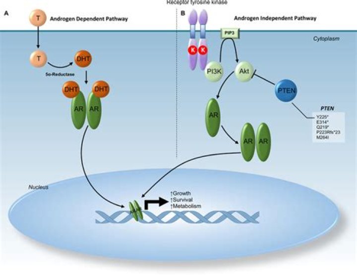 Are androgen receptors transcription factors?