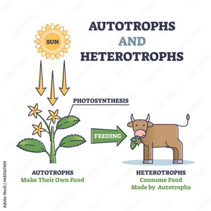 Are animals prokaryotic or heterotrophic?