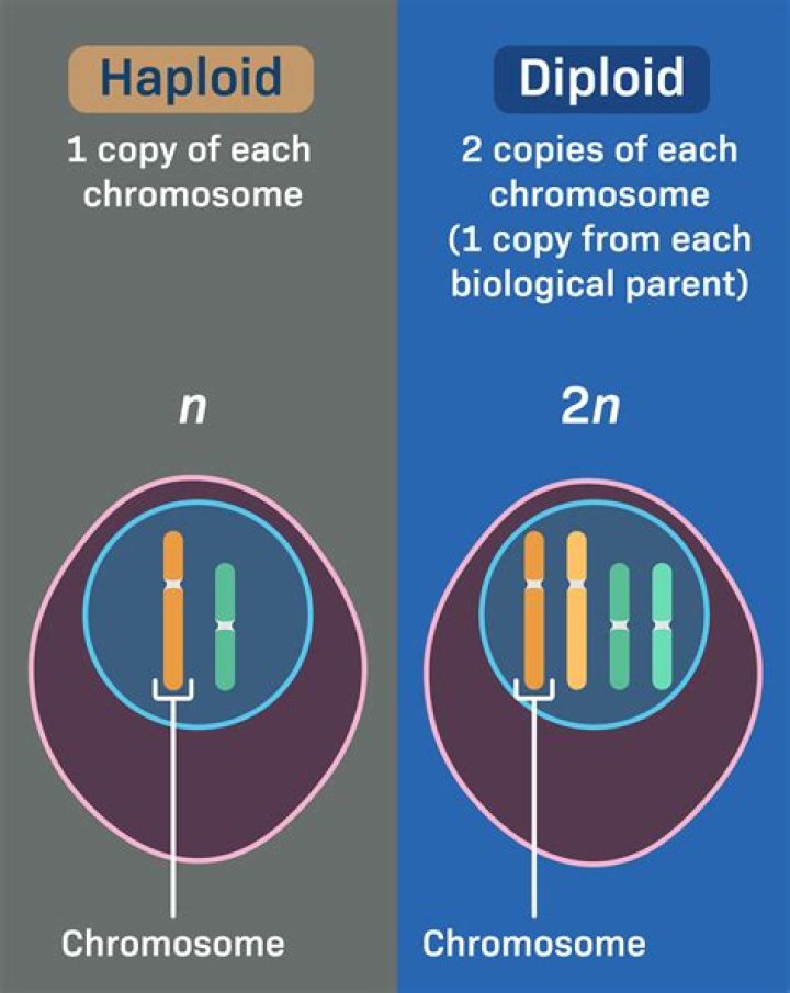 Are antheridia and archegonia haploid or diploid?
