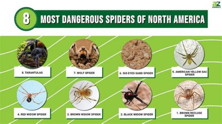 Are Araniella spiders poisonous?