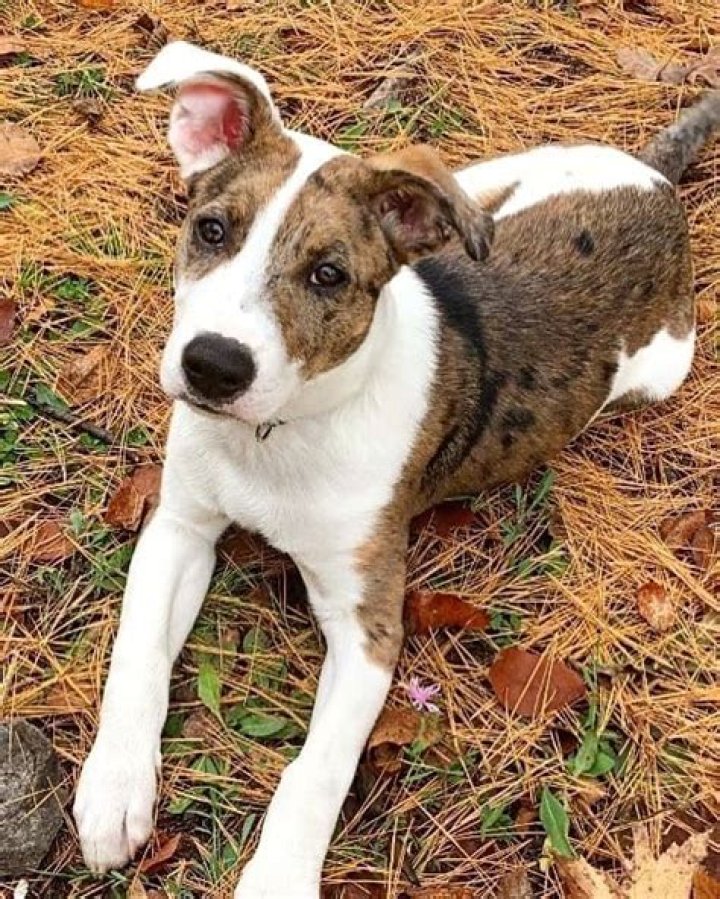 Are Australian shepherd pitbull mix good dogs?