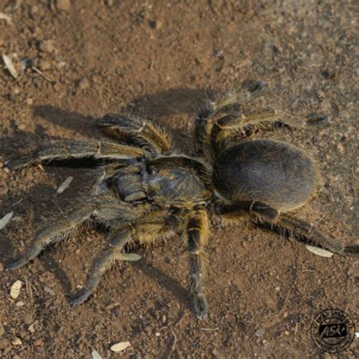 Are baboon spiders illegal in South Africa?