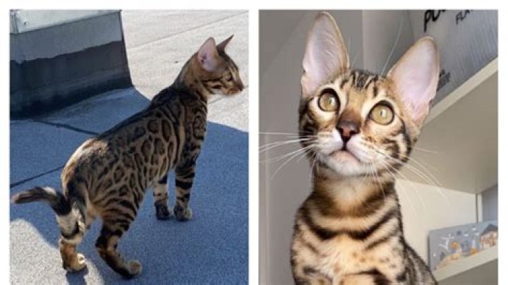 Are Bengal cats banned in NYC?
