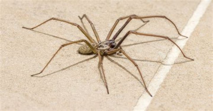 Are big house spiders harmful?