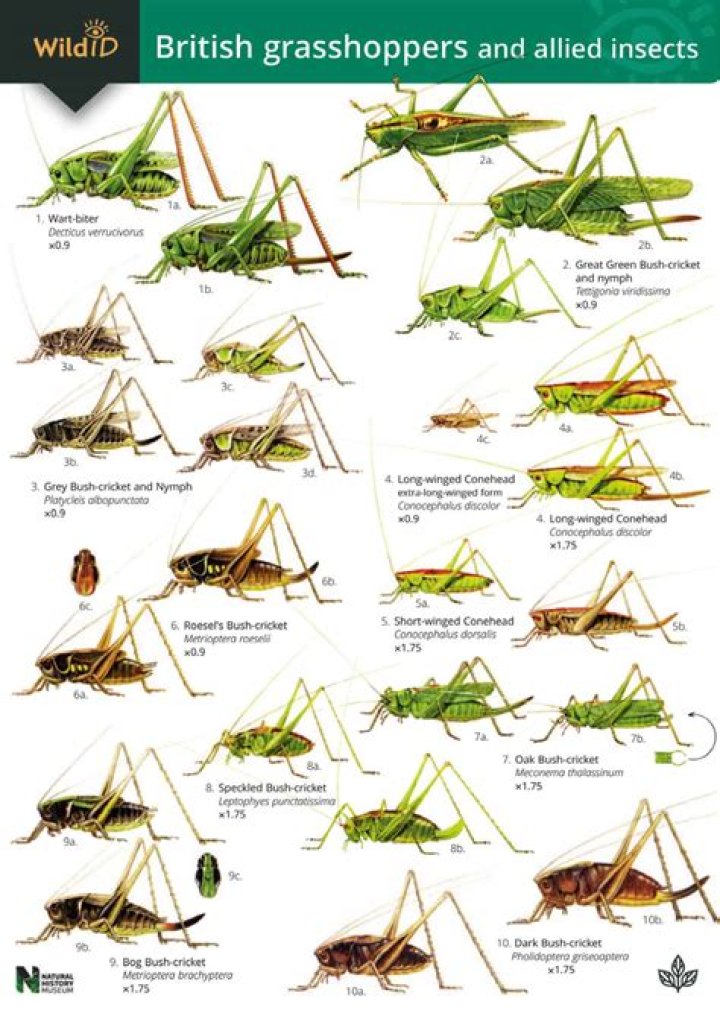 Are Blue grasshoppers poisonous?