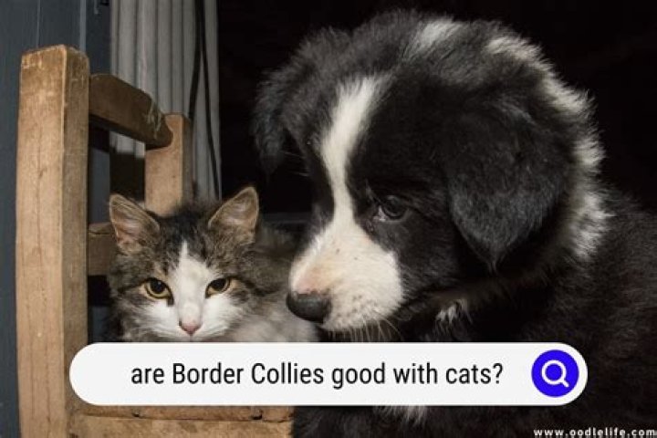 Are border collies good with kittens?