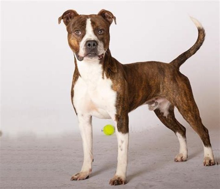 Are boxer Pitbull mix good dogs?