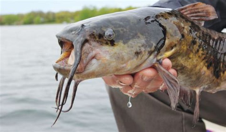 Are bullheads bad for lakes?