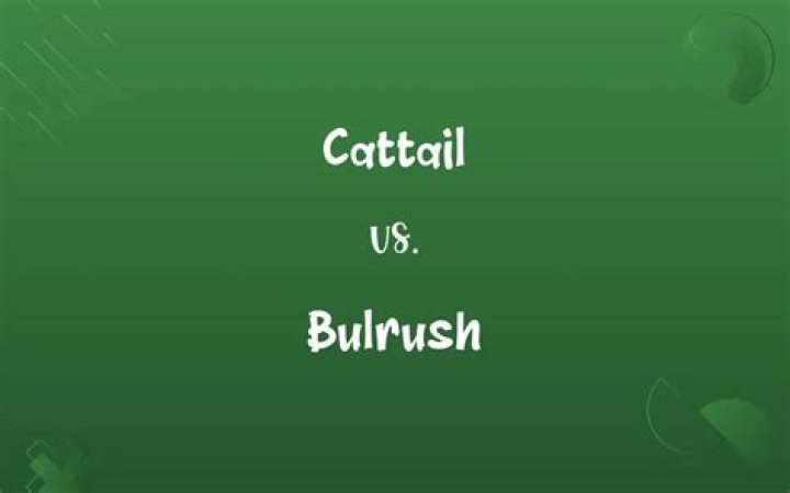 Are bulrushes and cattails the same?
