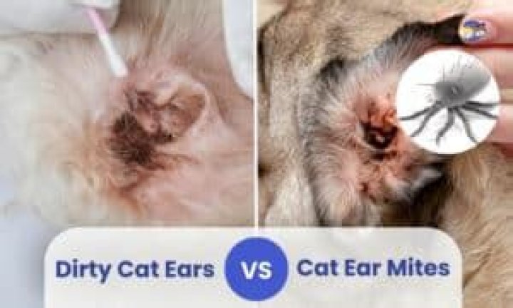 Are cats ears supposed to be dirty inside?