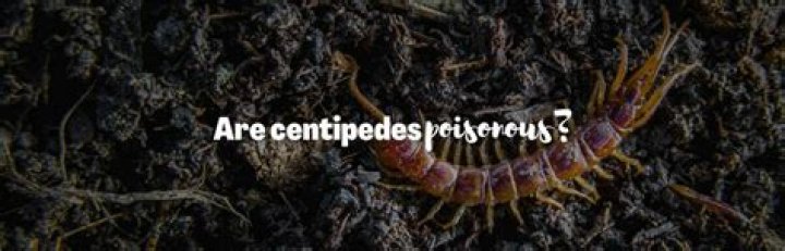 Are centipedes poisonous NZ?