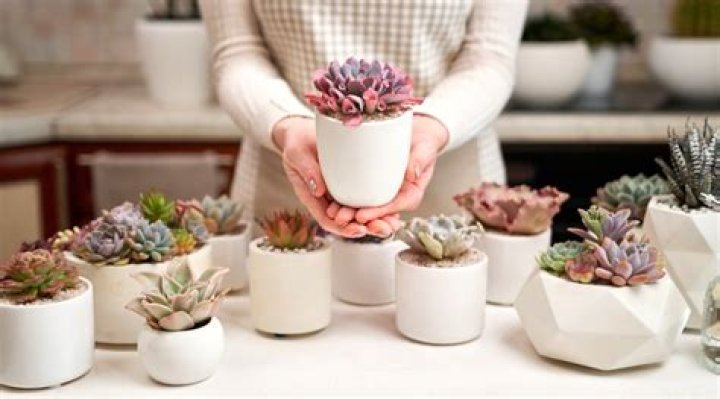Are ceramic pots good for succulents?