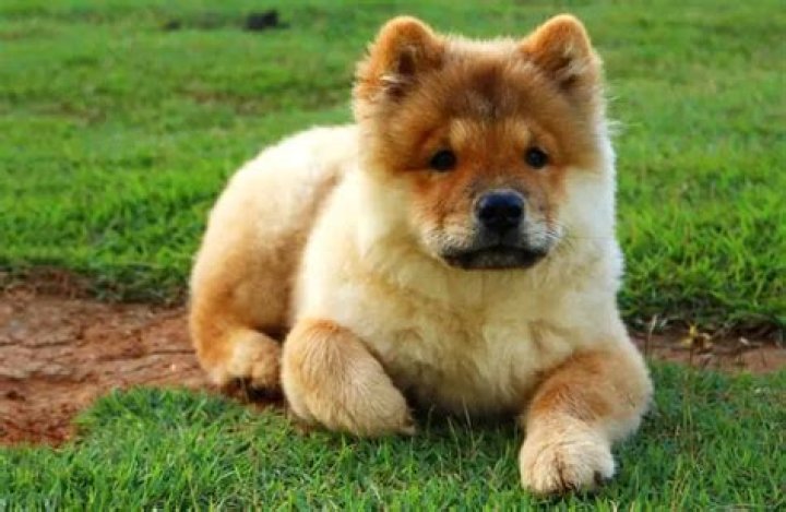 Are chow chows an aggressive breed?