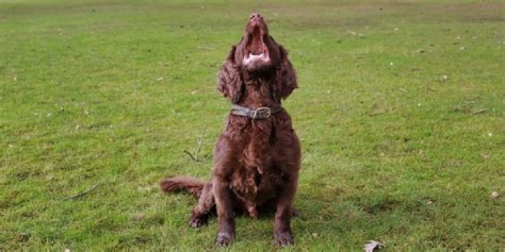 Are cocker Spaniels prone to barking?