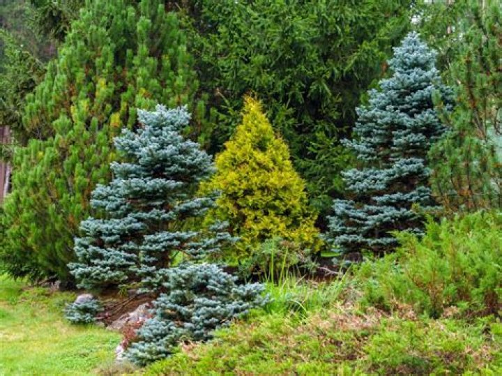 Are conifers good for your garden?