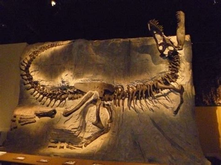 Are dinosaur bone rings real?