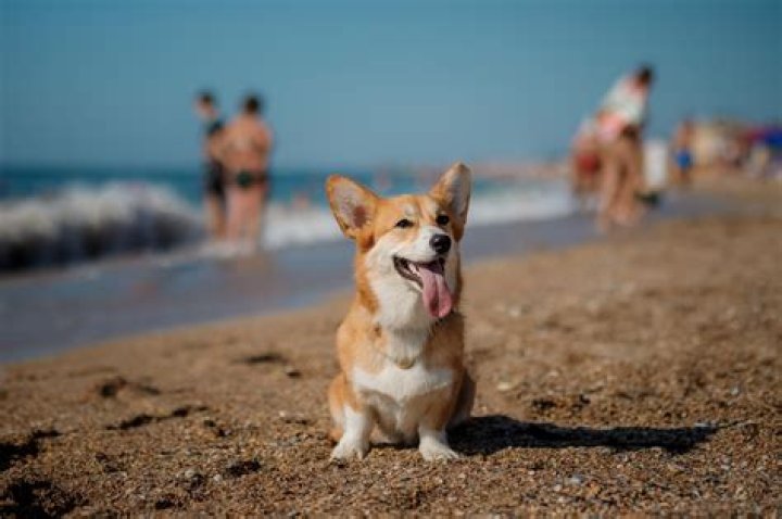 Are dogs allowed on Pentewan beach?