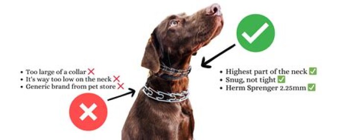 Are dogtra collars any good?