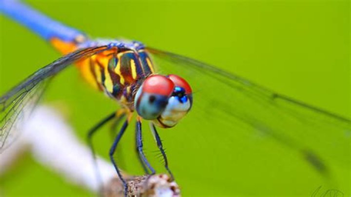 Are Dragonfly screens good?