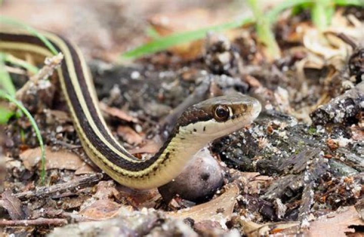 Are eastern ribbon snakes aggressive?