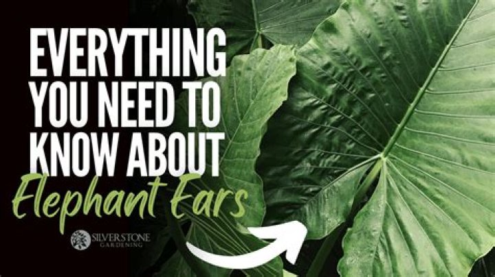 Are elephant ears expensive?