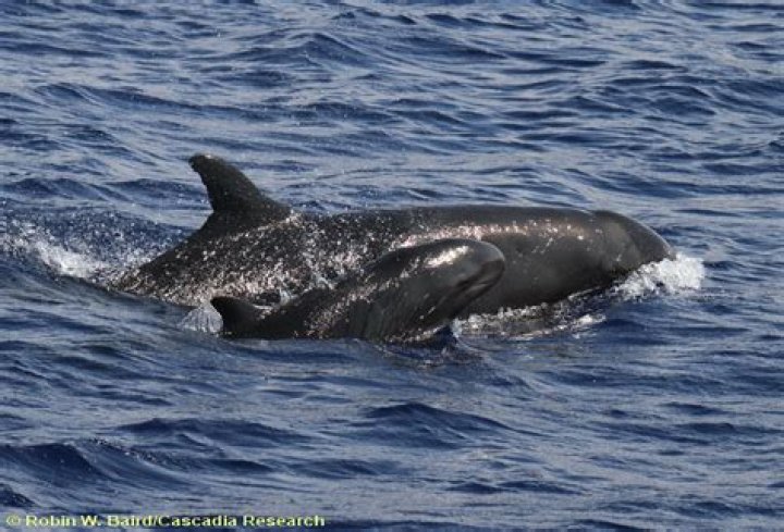 Are false killer whales real?