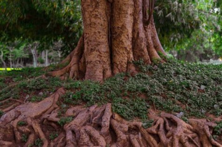Are fever tree roots invasive?