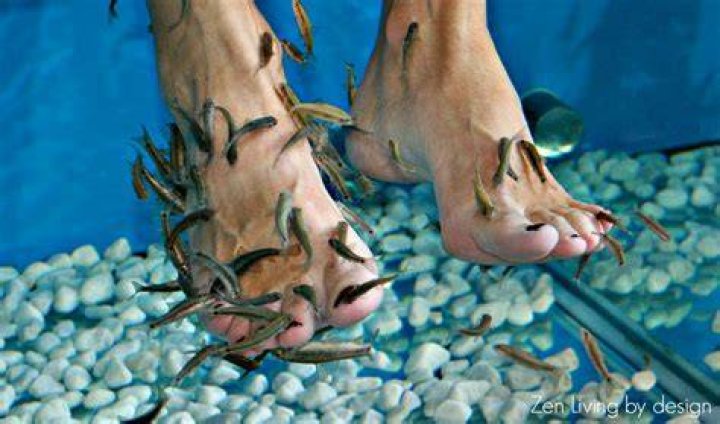 Are fish spas good for your feet?