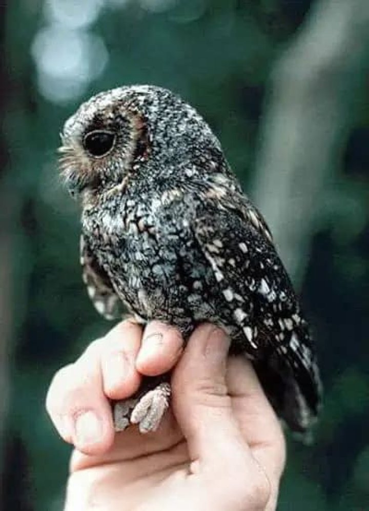 Are Flammulated Owls rare?