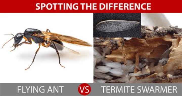 Are flying termites harmful to humans?