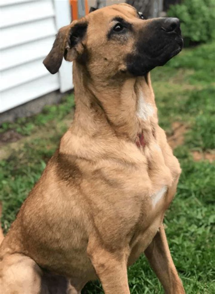 Are German shepherd boxer mix good dogs?
