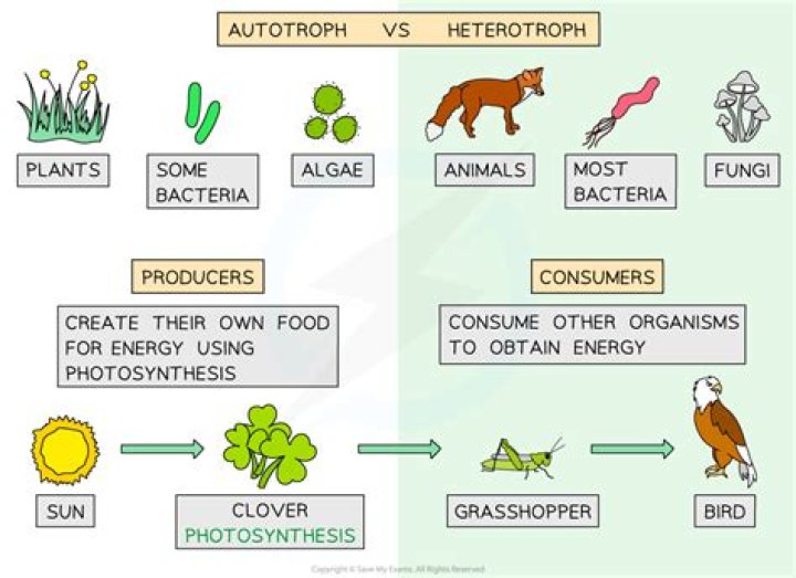 Are kingdom archaea autotrophs or heterotrophs?