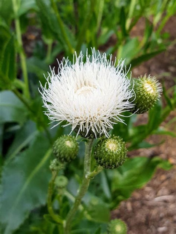 Are Klasea Serratula?