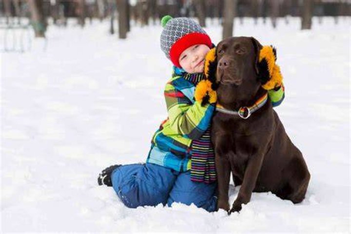 Are Labradors protective of kids?