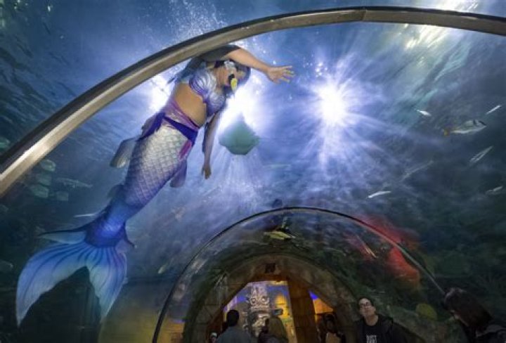 Are mermaids in Aquarium real?