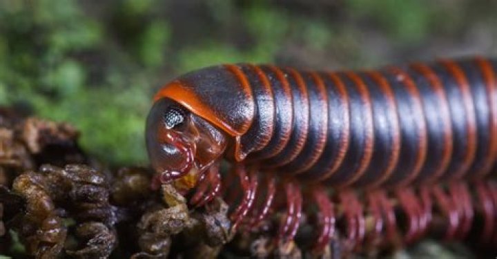 Are millipedes herbivores?