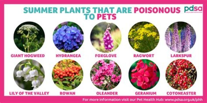 Are most flowers poisonous to dogs?