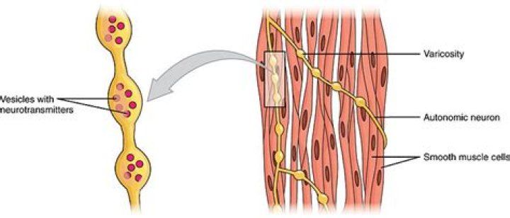 Are muscle cells non striated?