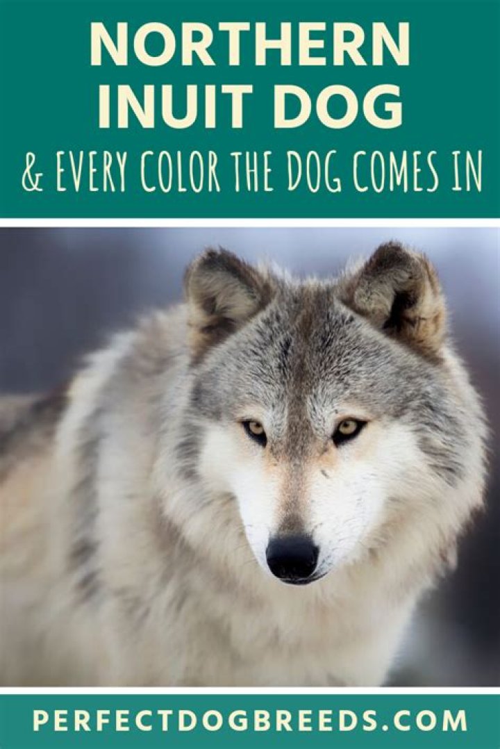 Are Northern Inuit dogs easy to train?