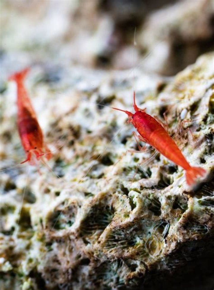 Are OPAE Ula endangered?