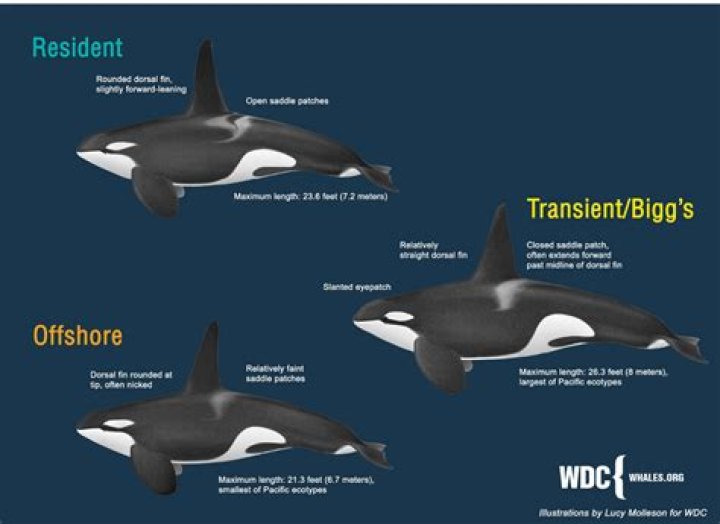 Are orcas evolving?