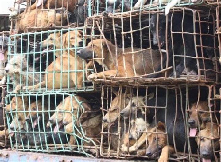 Are Petland puppies from puppy mills?