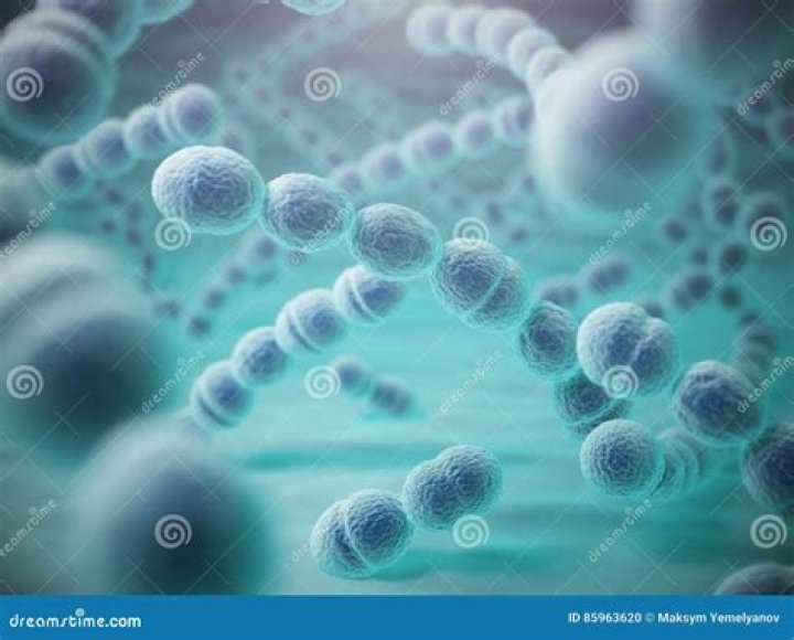 Are pneumococcus bacteria?