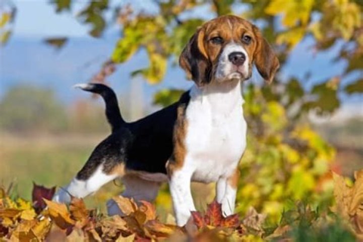 Are Pocket Beagles easy to train?