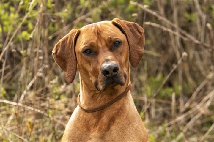 Are Rhodesian Ridgebacks good family dogs?