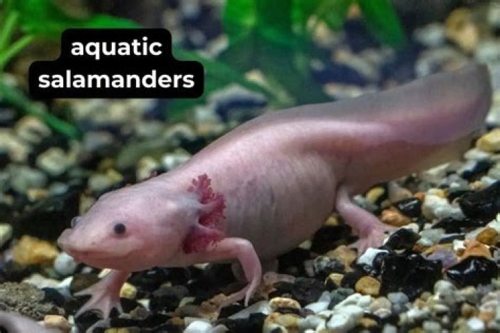 Are salamanders good for a pond?